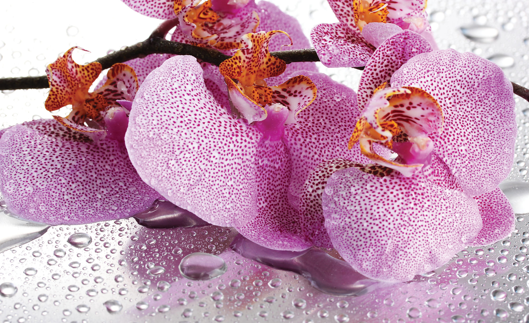 Partner Соло (Solo) 184P8