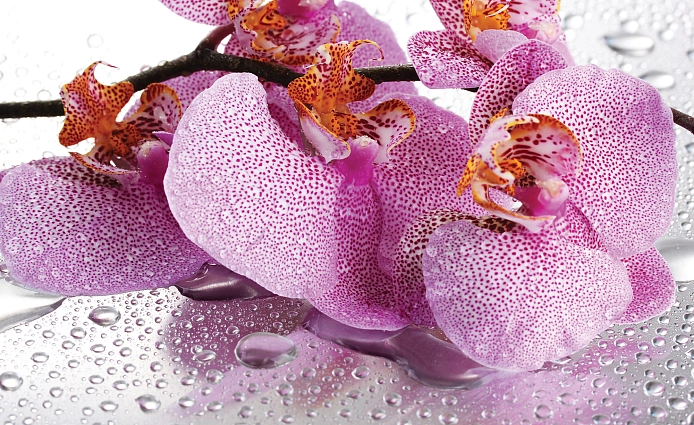 Partner Соло (Solo) 184P8