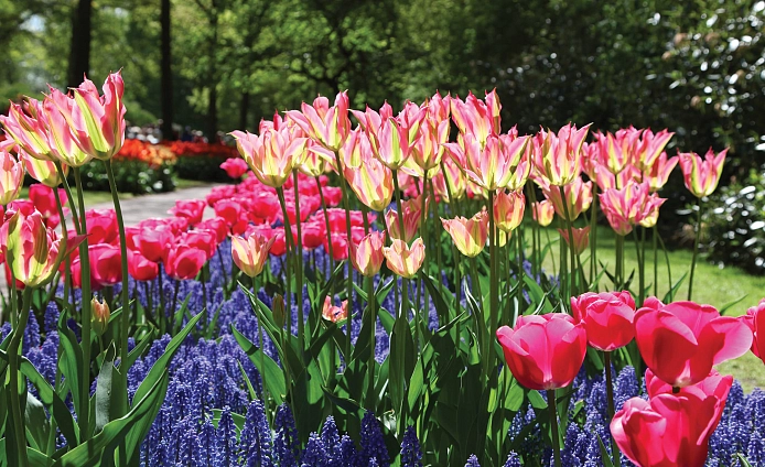 Partner Соло (Solo) 3403P4